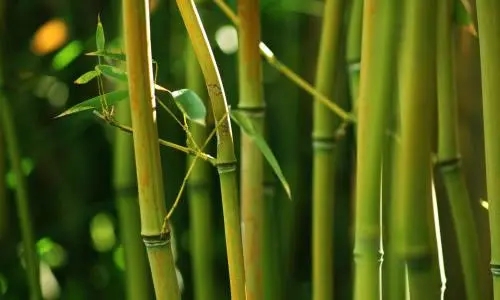 Bambu direkten bambu çubuğa